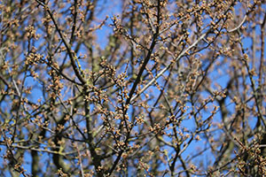 pollen