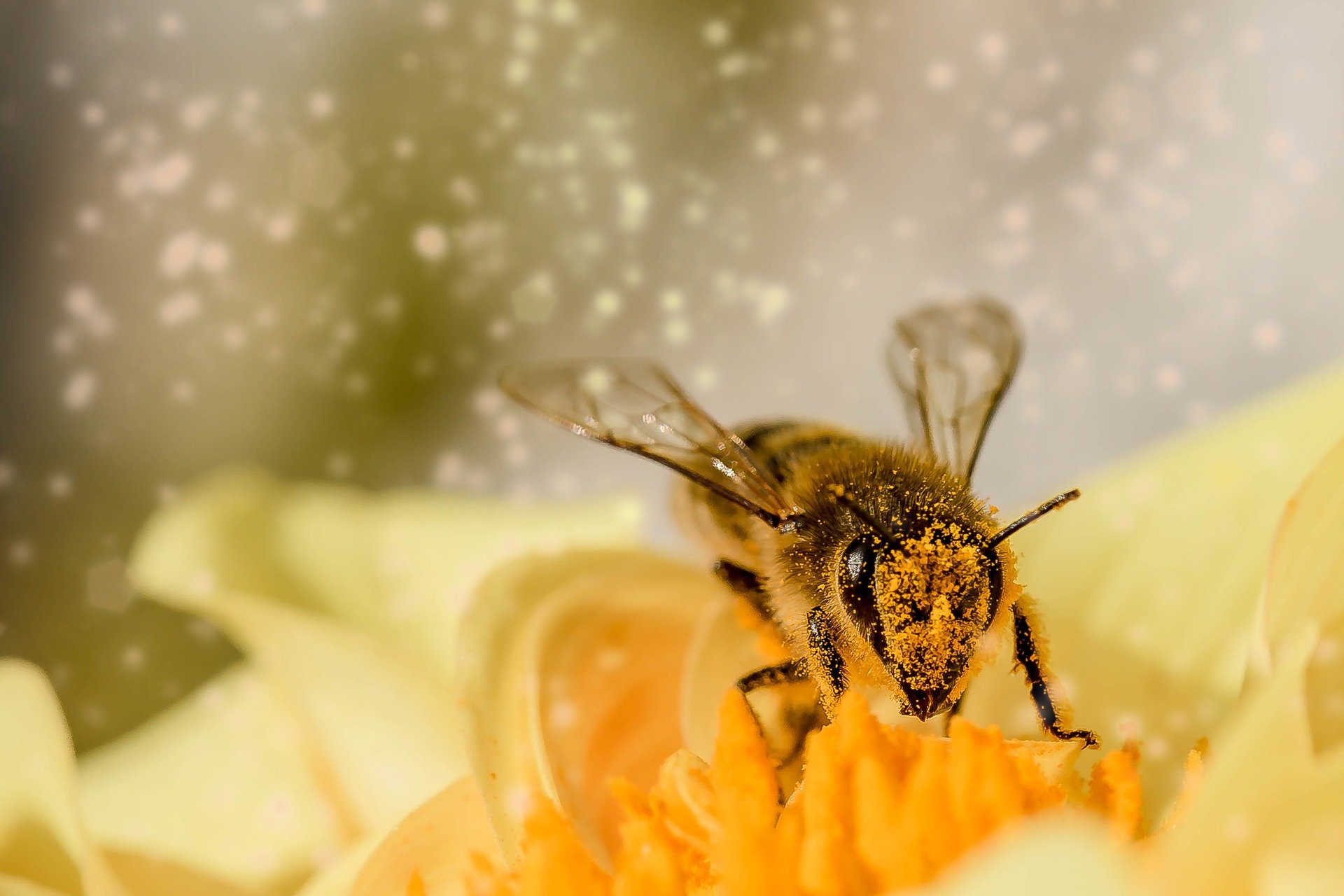Die Pollensaison – Waschtrockner als Allergiker-Helfer